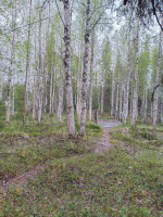 Silta Niesan aukion suuntaan Silta Niesan aukion suuntaan